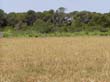 Pampas05